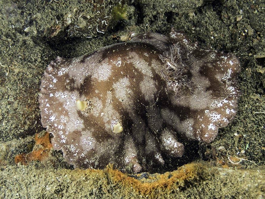 Platydoris scabra